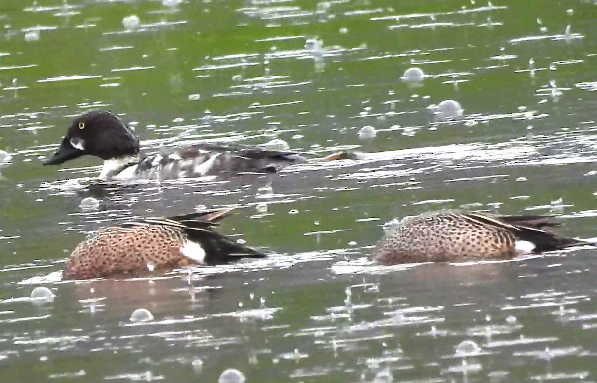 Common Goldeneye - ML620050090