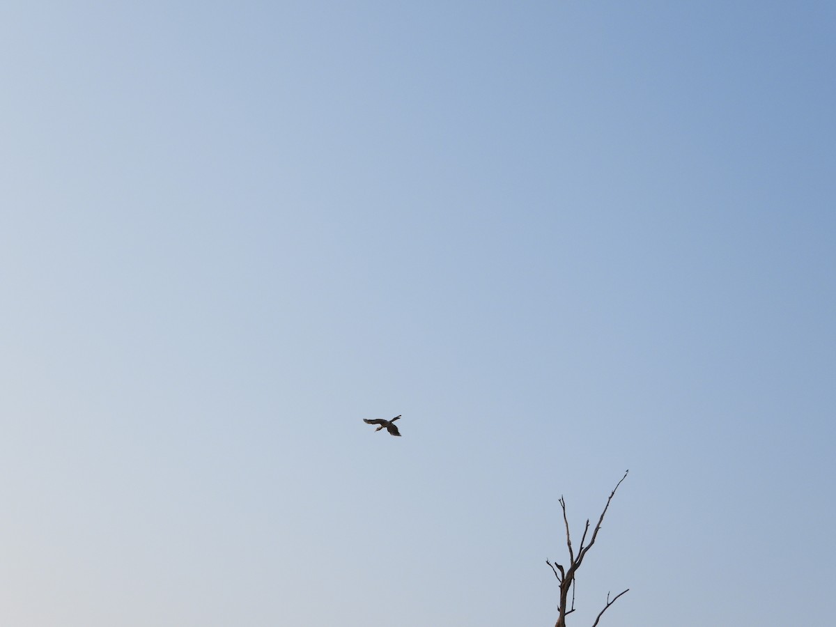 Indian Gray Hornbill - ML620050095