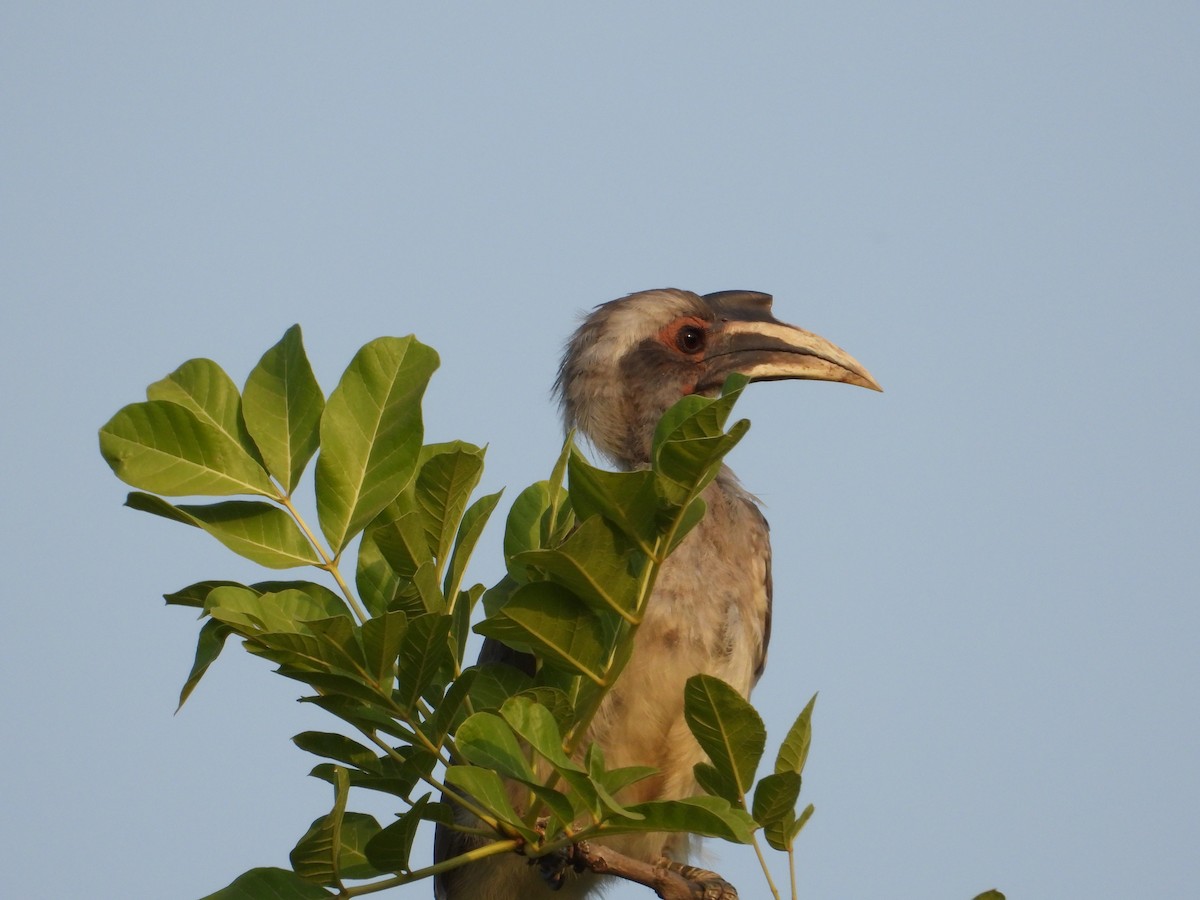 Indian Gray Hornbill - ML620050096