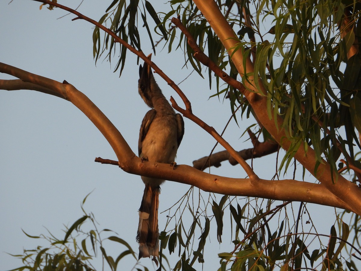 Indian Gray Hornbill - ML620050097