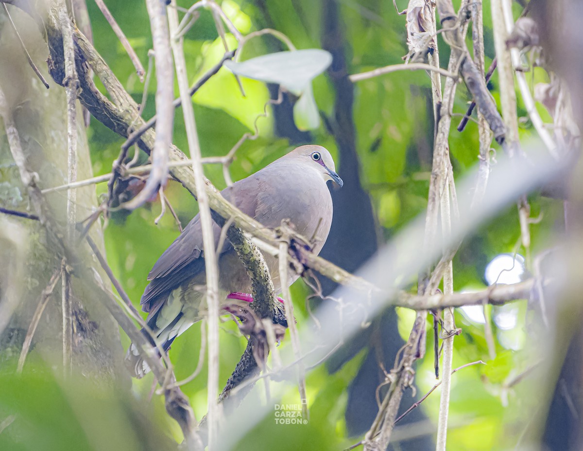 Gray-chested Dove (cerviniventris) - ML620050129