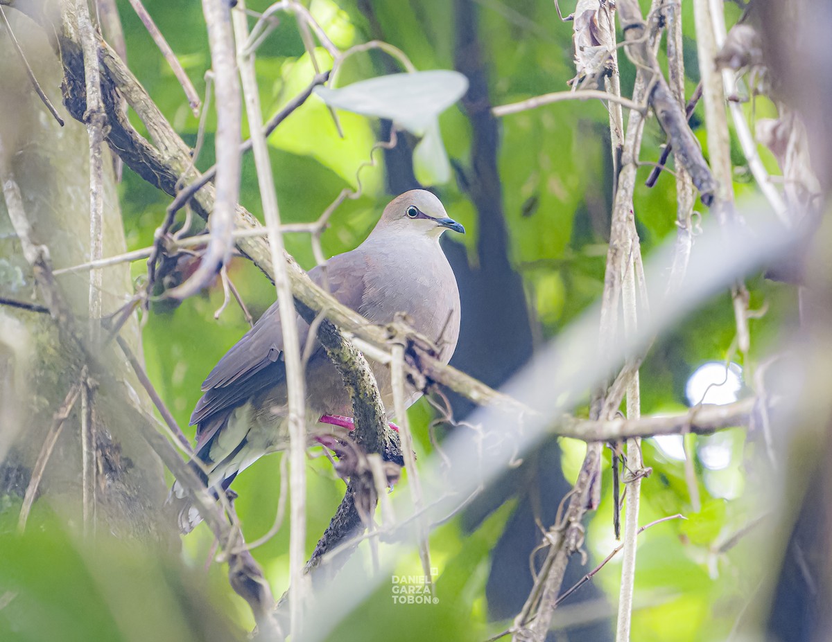 Gray-chested Dove (cerviniventris) - ML620050130