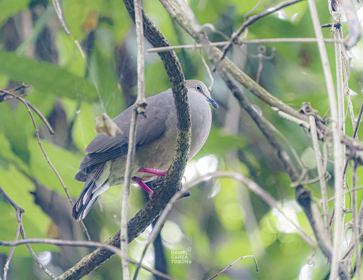 Серогрудая голубка (cerviniventris) - ML620050133