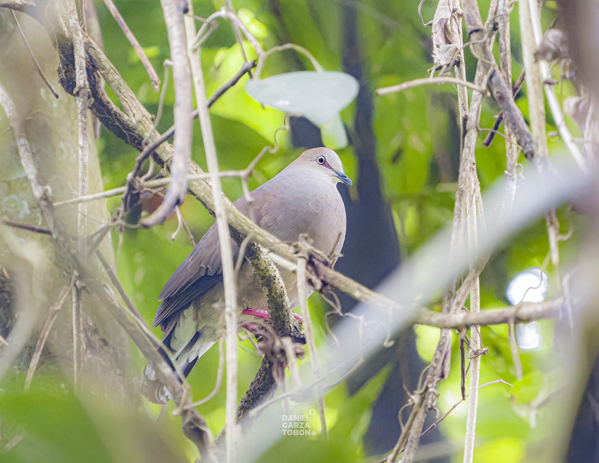 Gray-chested Dove (cerviniventris) - ML620050137