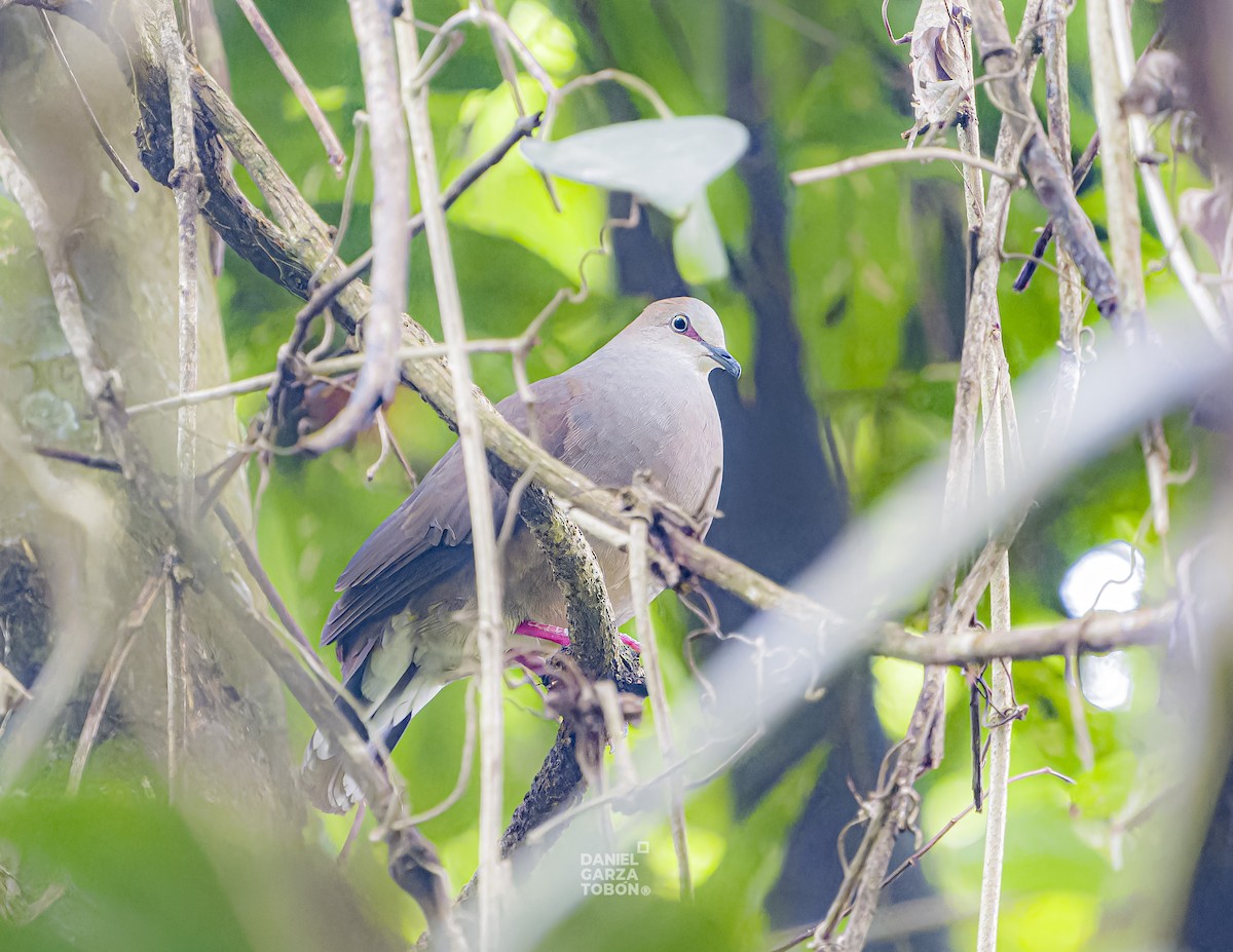 Gray-chested Dove (cerviniventris) - ML620050138