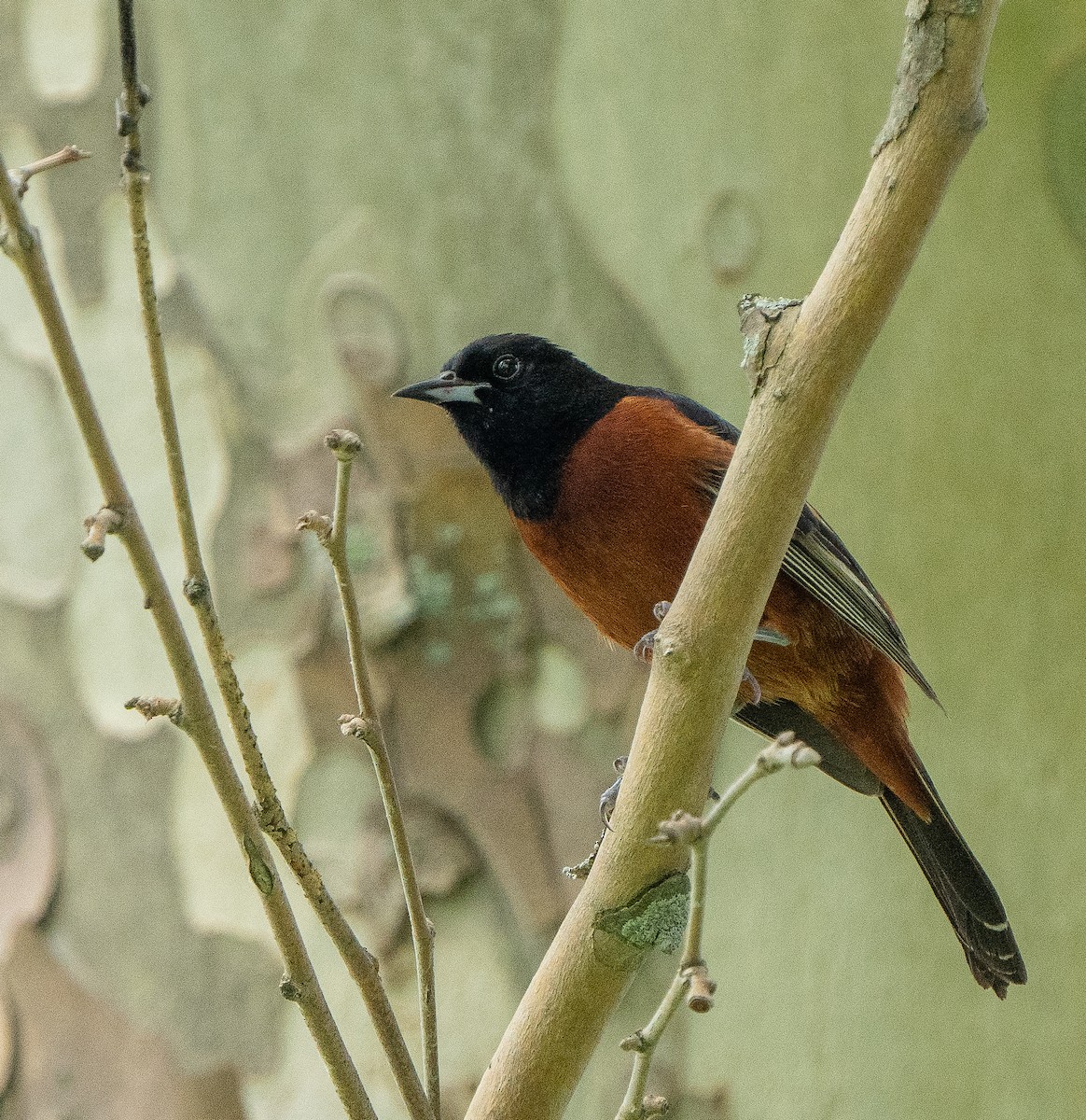 Orchard Oriole - ML620050159
