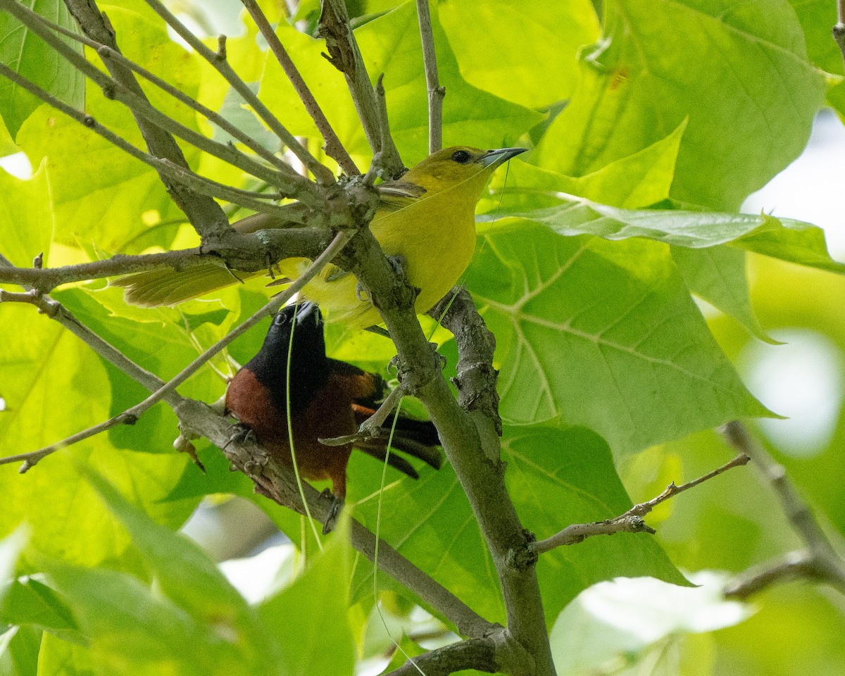 Orchard Oriole - ML620050160