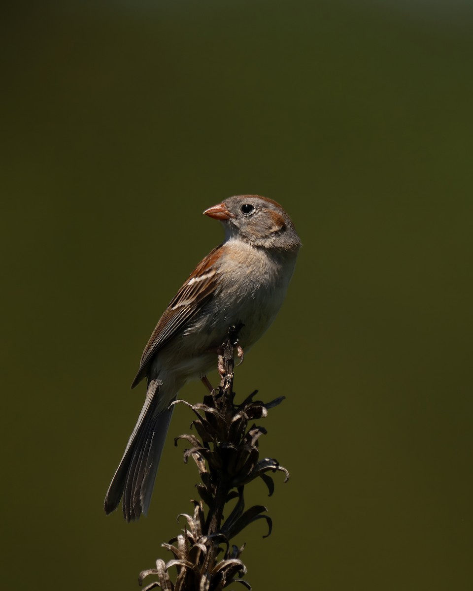 Field Sparrow - ML620050168