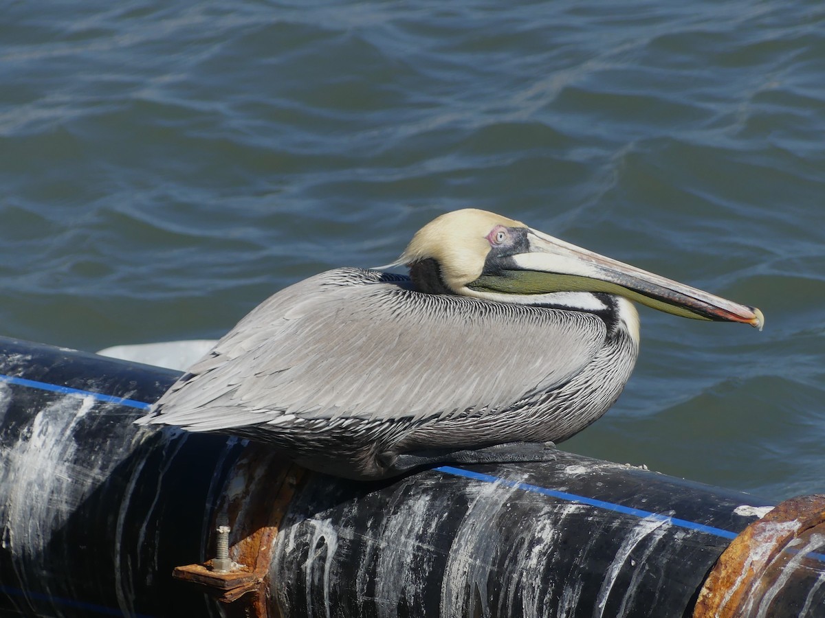 pelikán hnědý - ML620050172