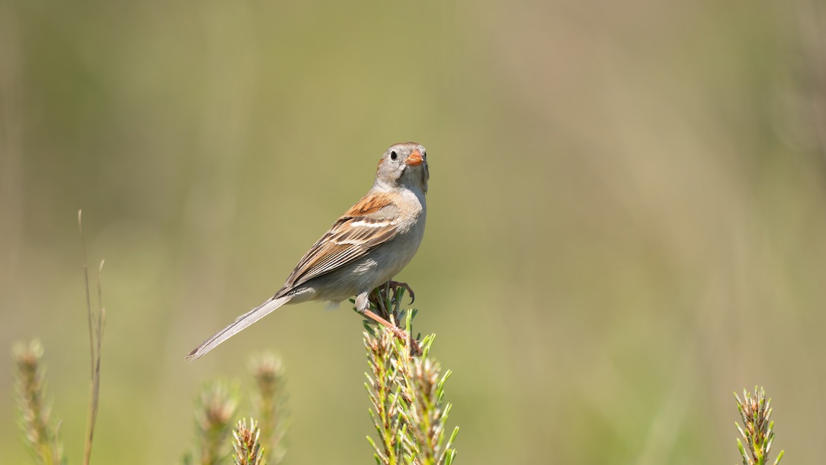 Field Sparrow - ML620050181