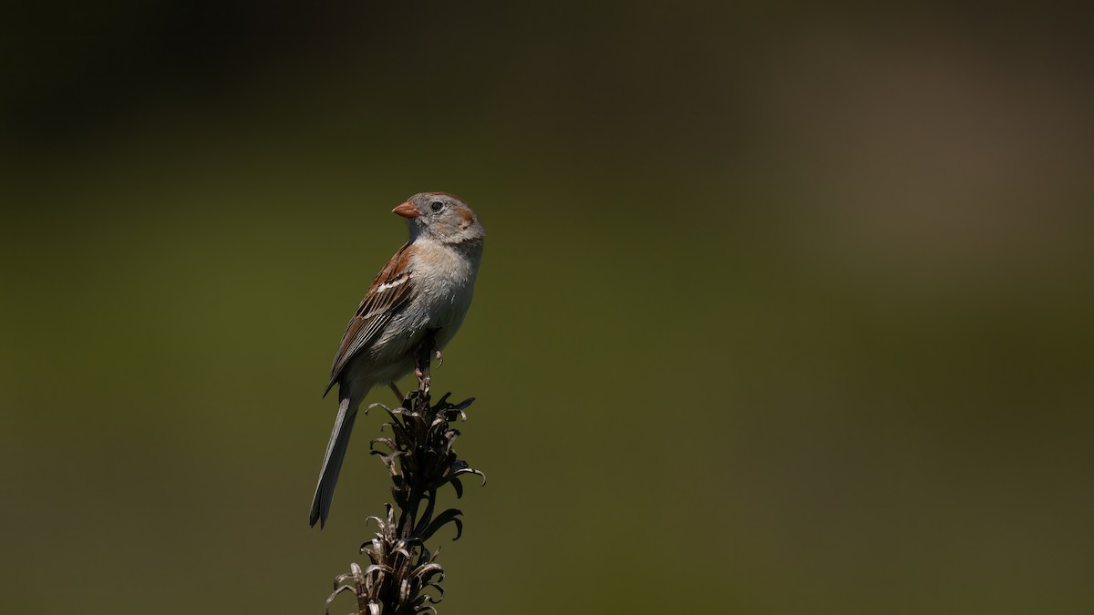 Field Sparrow - ML620050182