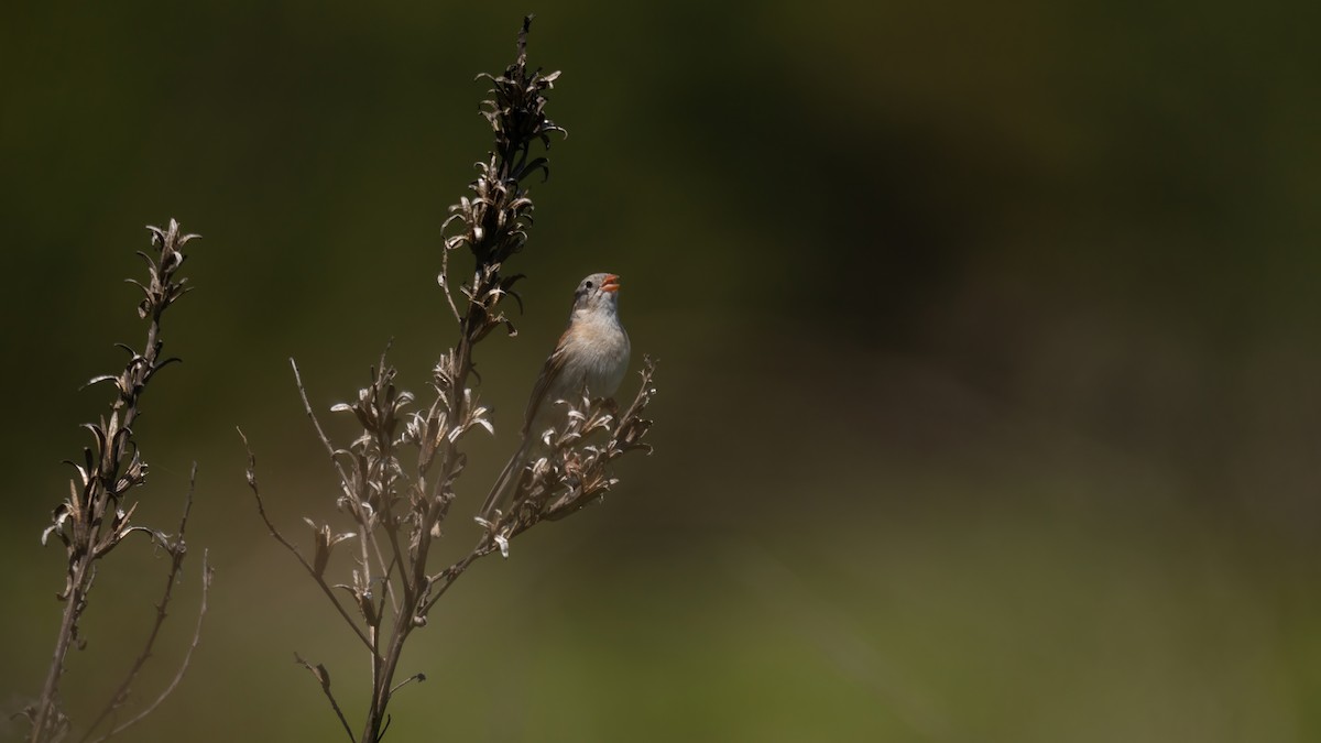 Field Sparrow - ML620050183