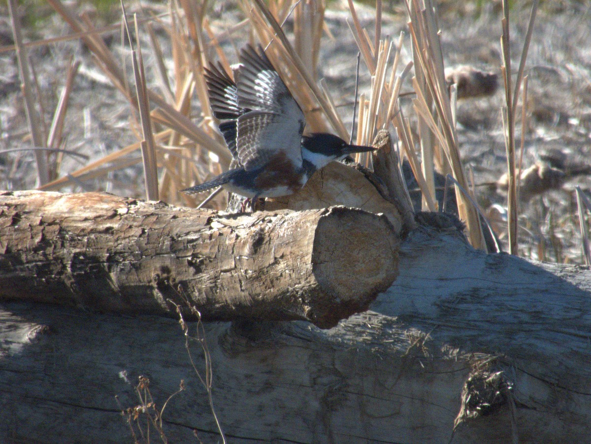 Belted Kingfisher - ML620050191