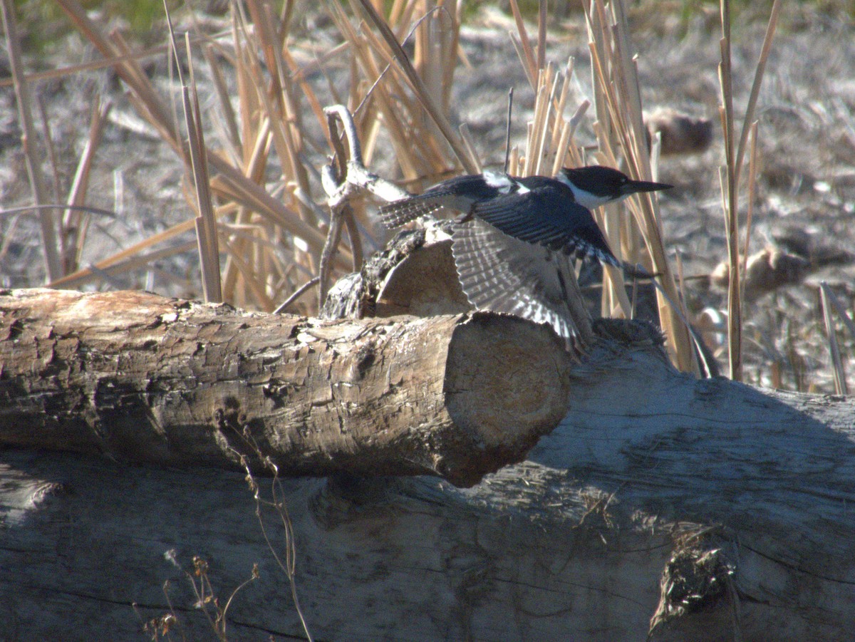 Belted Kingfisher - ML620050192