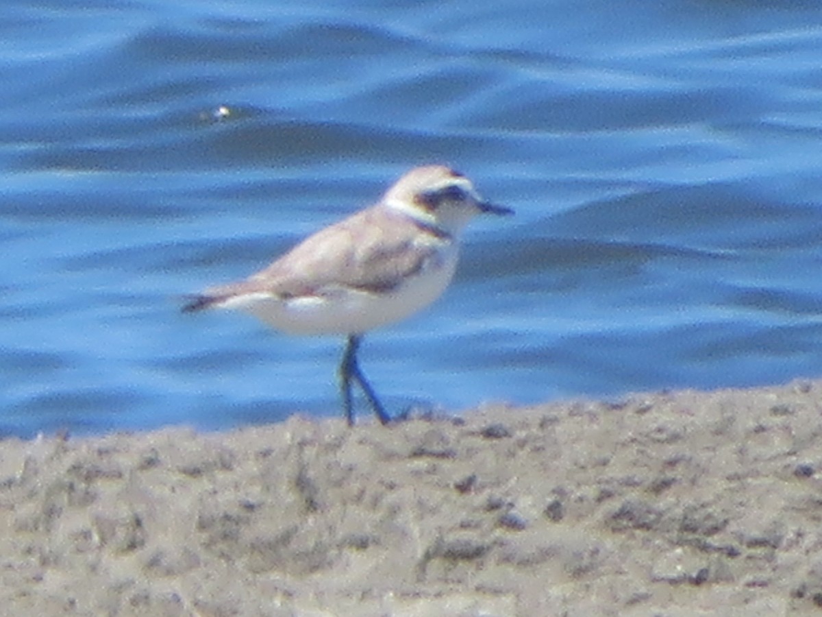 Snowy Plover - ML620050193