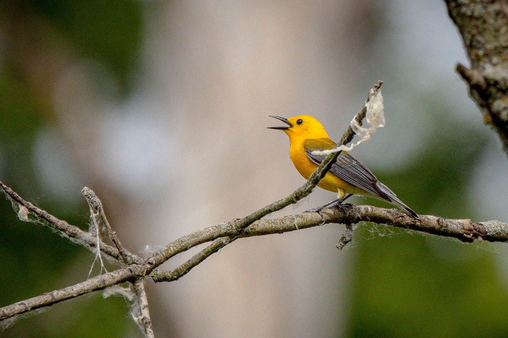 Prothonotary Warbler - ML620050194