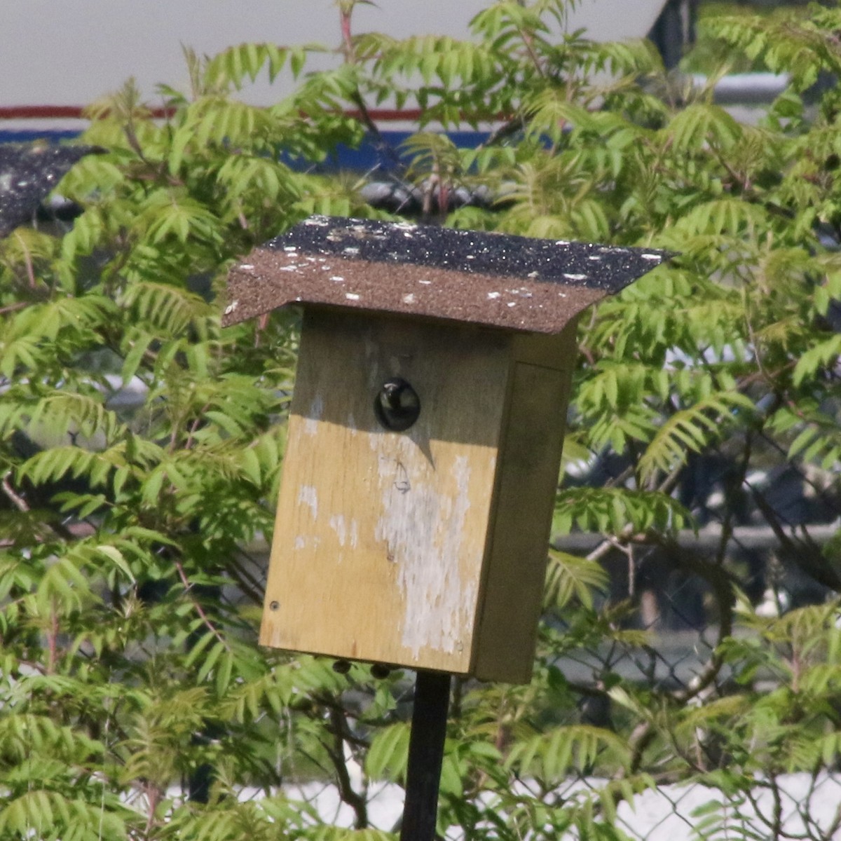 House Sparrow - ML620050196