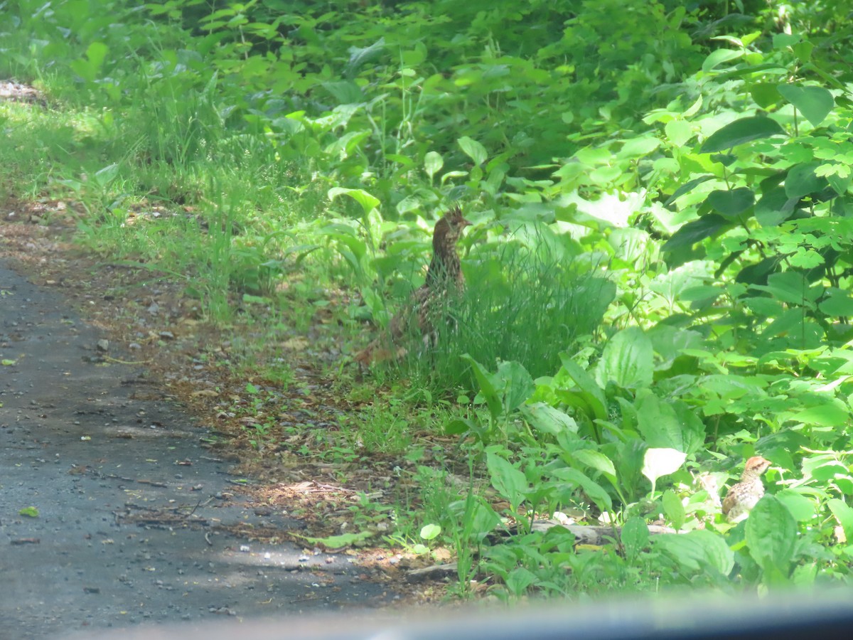Ruffed Grouse - ML620050208