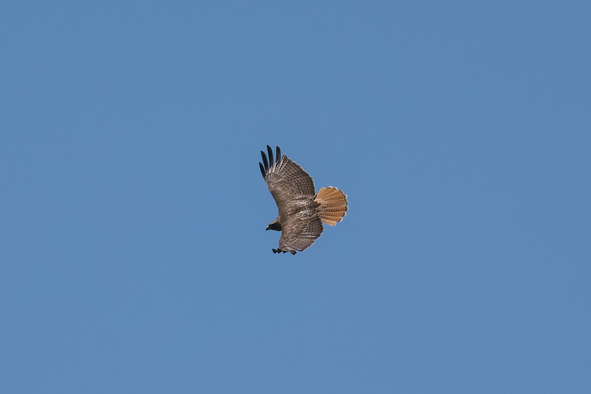 Red-tailed Hawk - ML620050215