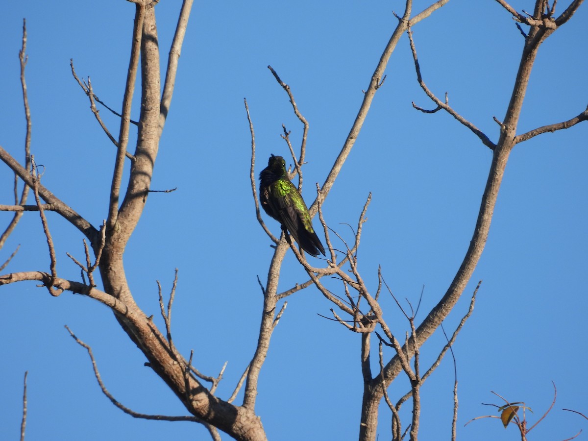 kolibřík tmavoprsý - ML620050220
