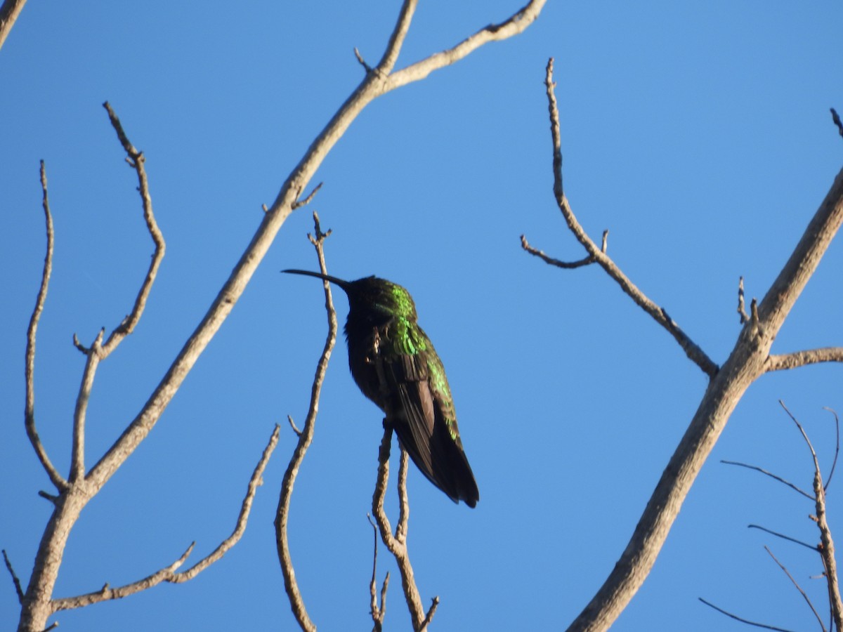 kolibřík tmavoprsý - ML620050222