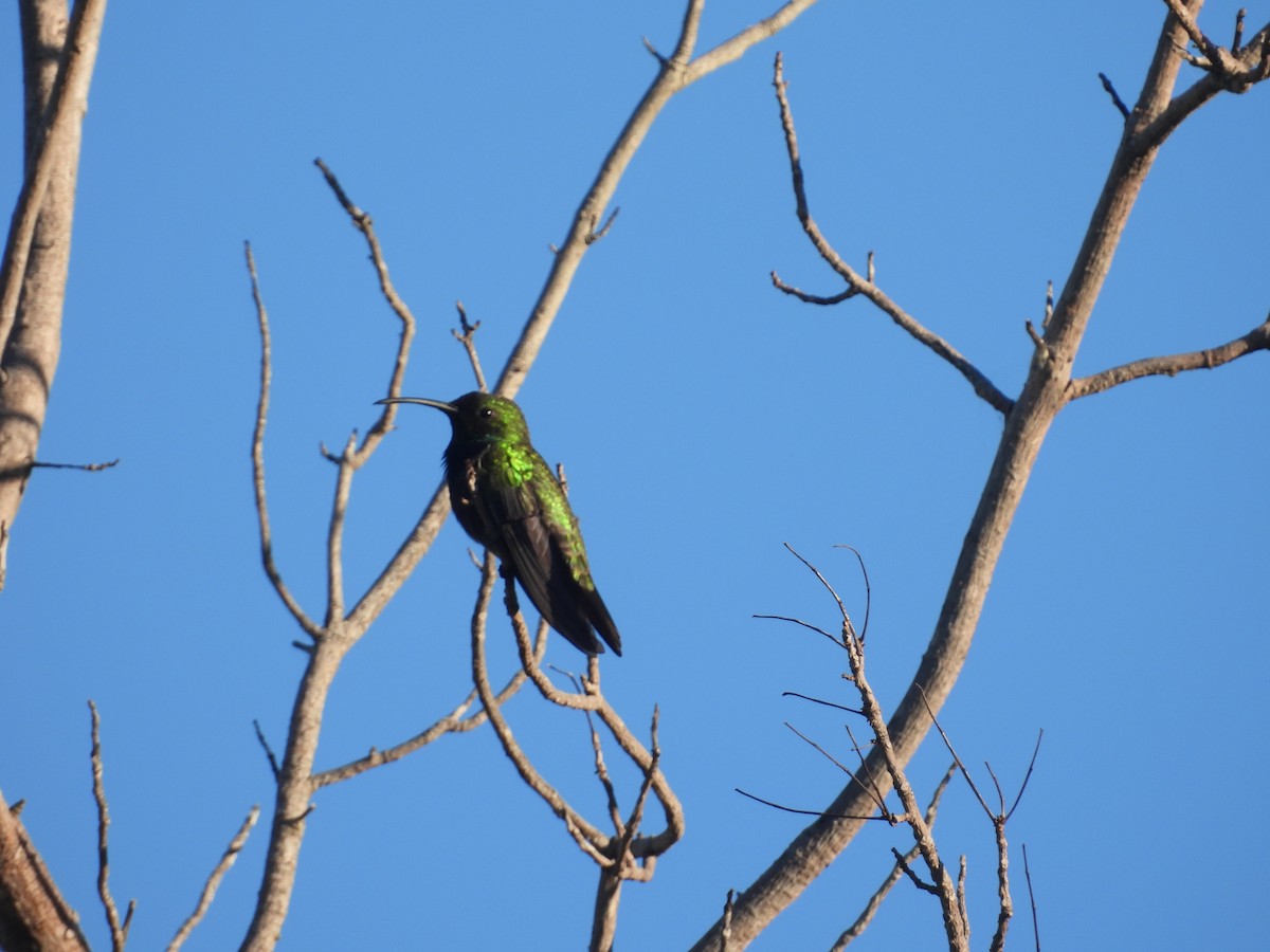 kolibřík tmavoprsý - ML620050223