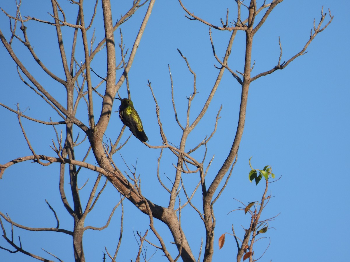 kolibřík tmavoprsý - ML620050224