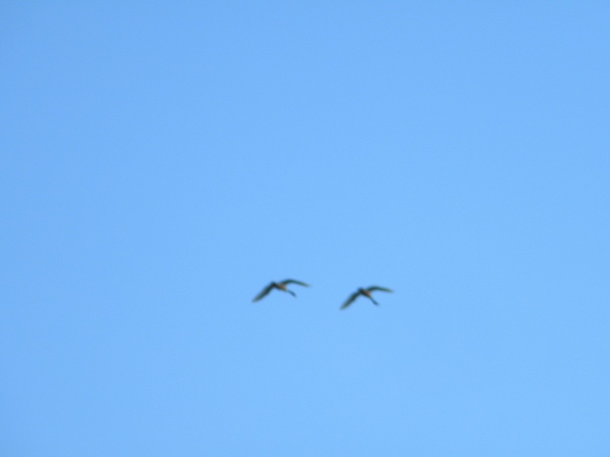 Maguari Stork - ML620050226
