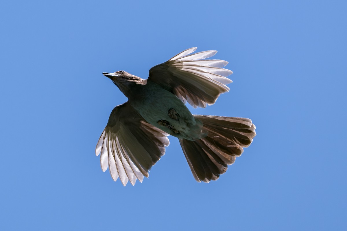 Steller's Jay - ML620050227