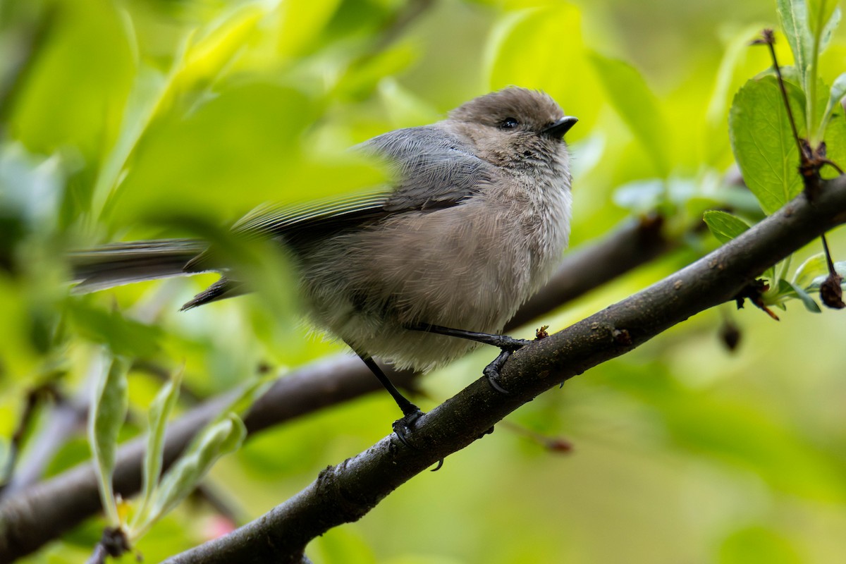 Bushtit - ML620050244