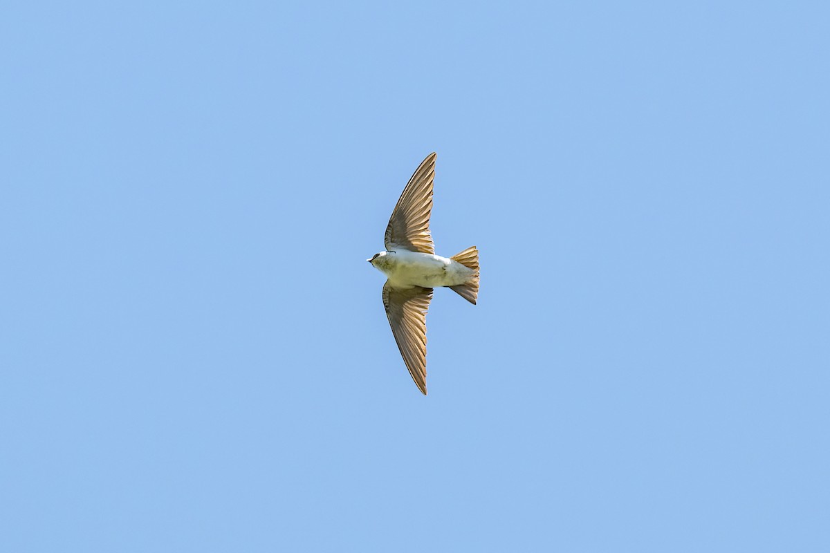 Violet-green Swallow - ML620050248
