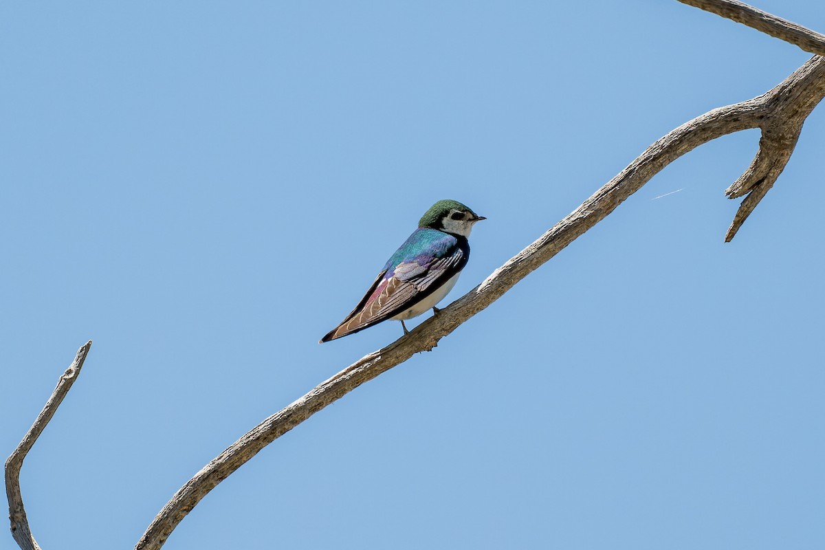 Violet-green Swallow - ML620050249