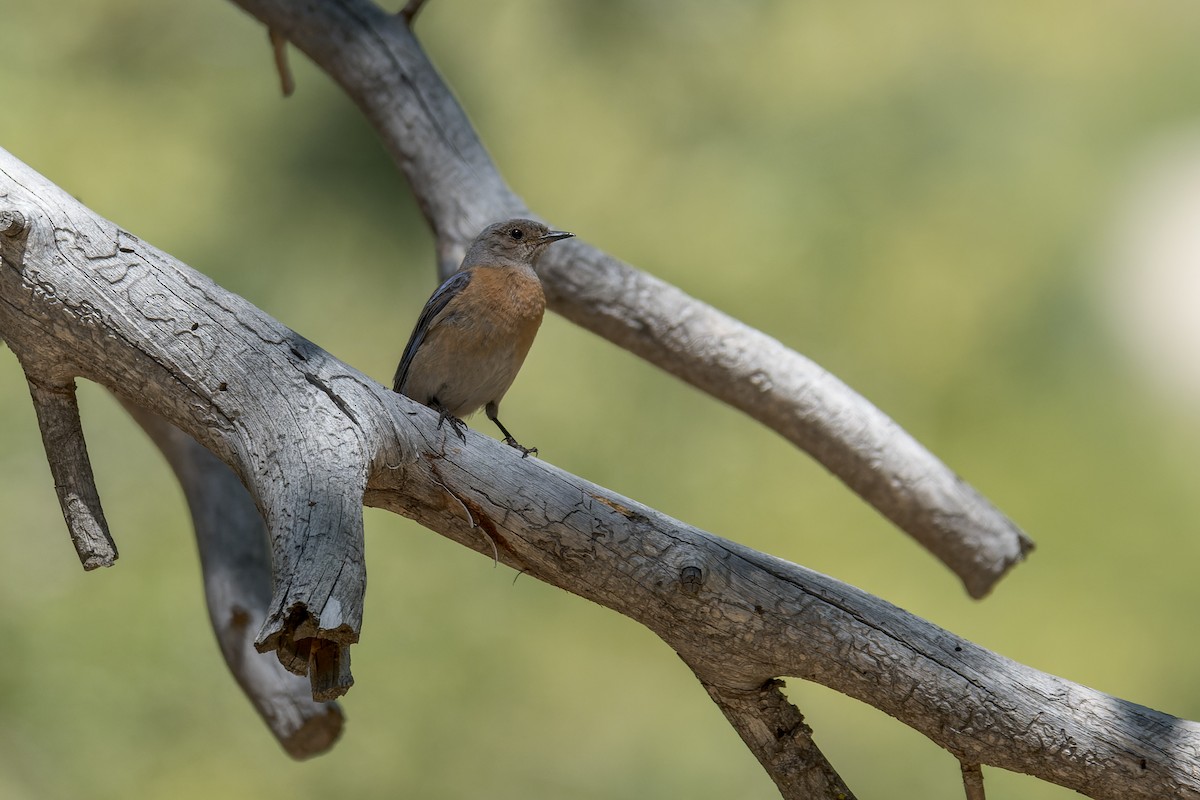 Western Bluebird - ML620050255