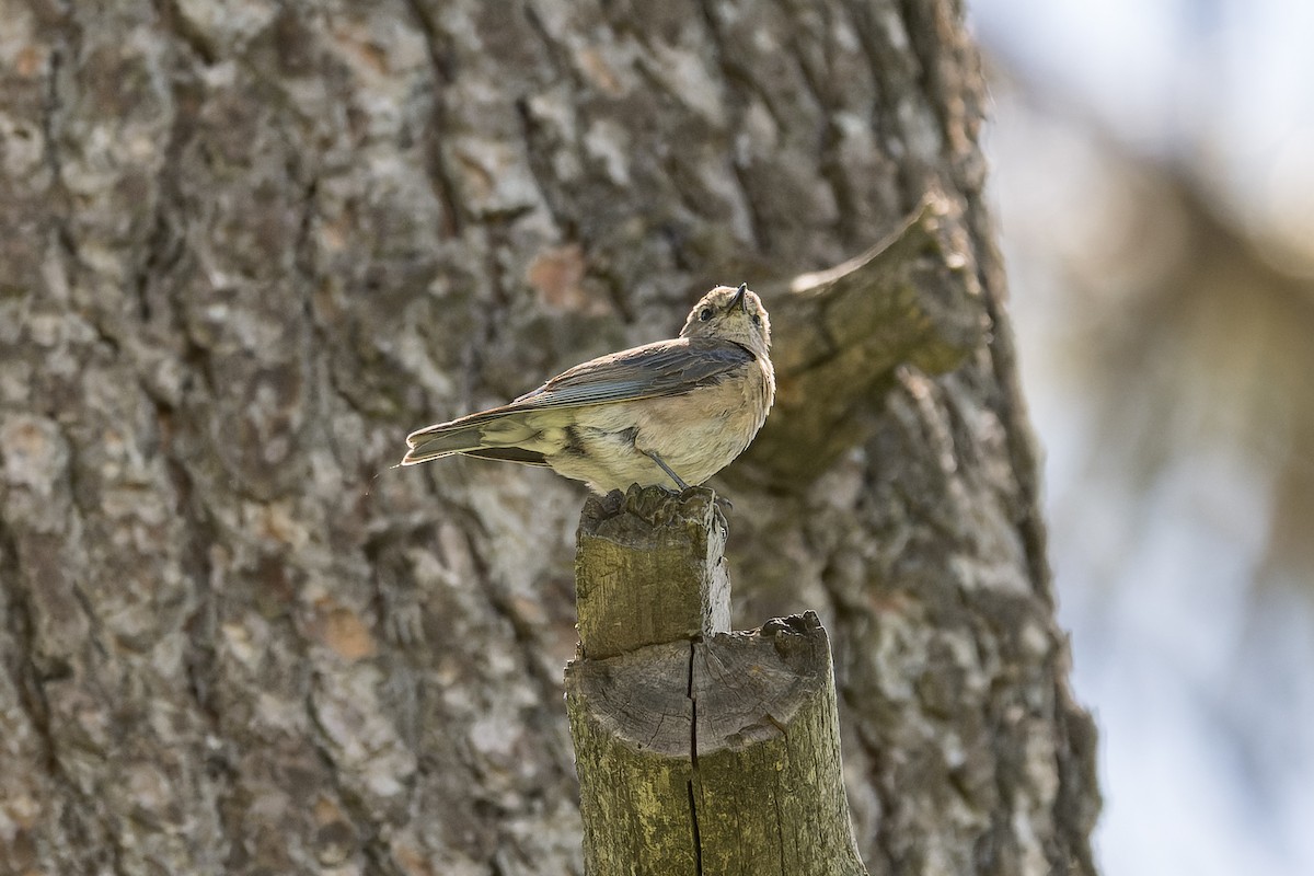 Western Bluebird - ML620050256