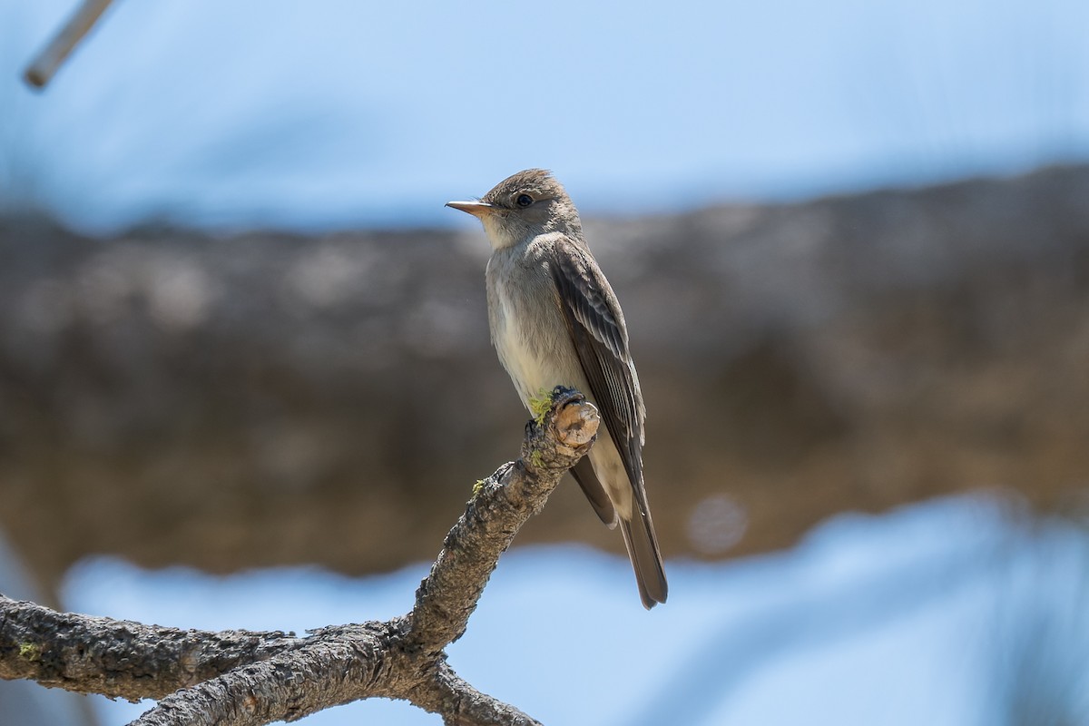 Western Wood-Pewee - ML620050270