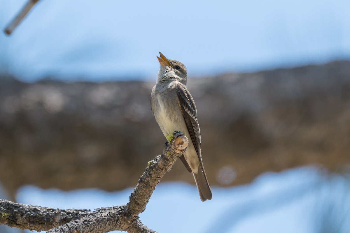 Western Wood-Pewee - ML620050271