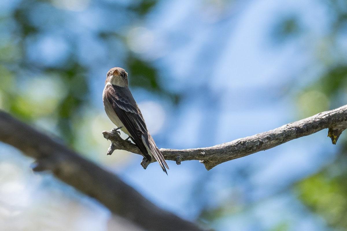 Western Wood-Pewee - ML620050273