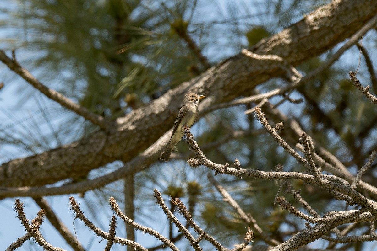 Western Wood-Pewee - ML620050275