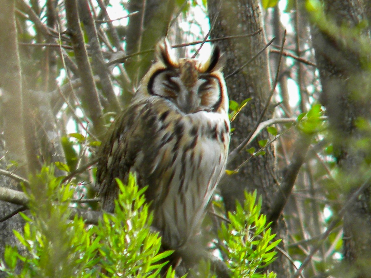 Striped Owl - ML620050287