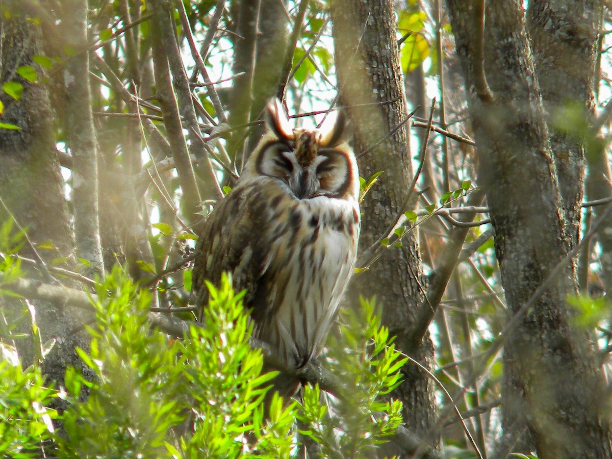 Striped Owl - ML620050288