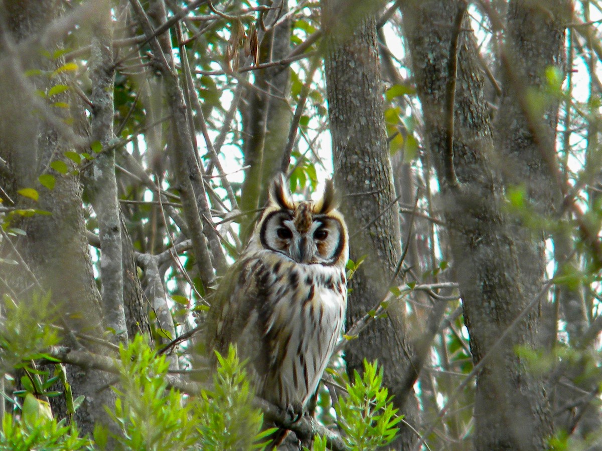 Striped Owl - ML620050289