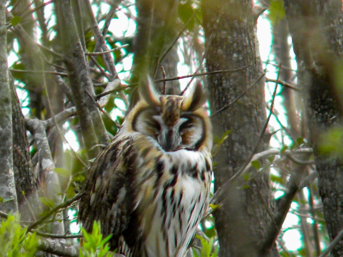 Striped Owl - ML620050291
