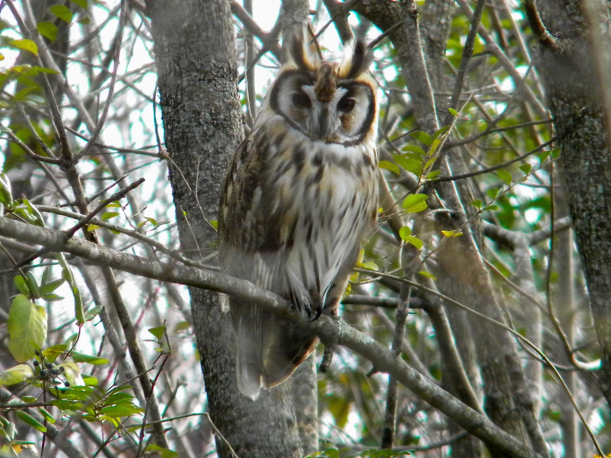 Striped Owl - ML620050292