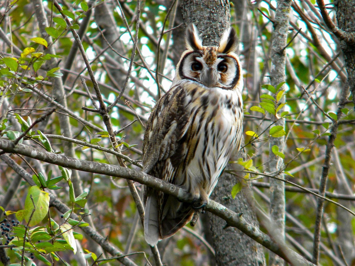Striped Owl - ML620050293