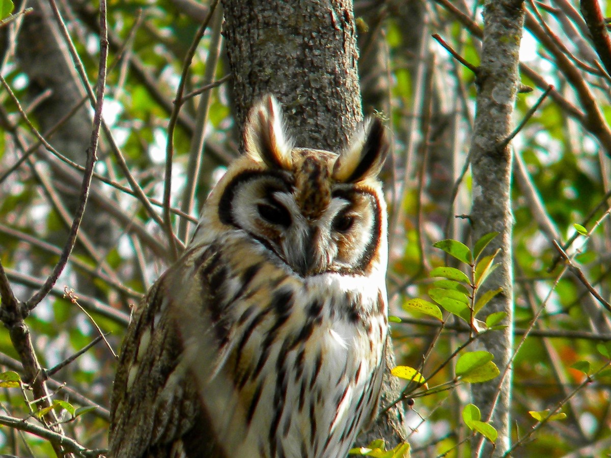 Striped Owl - ML620050294