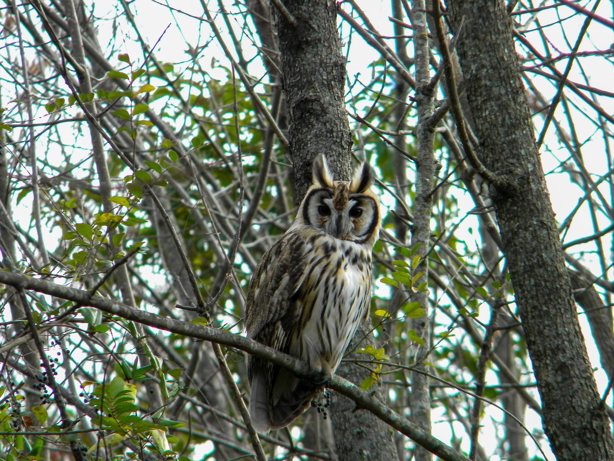 Striped Owl - ML620050296
