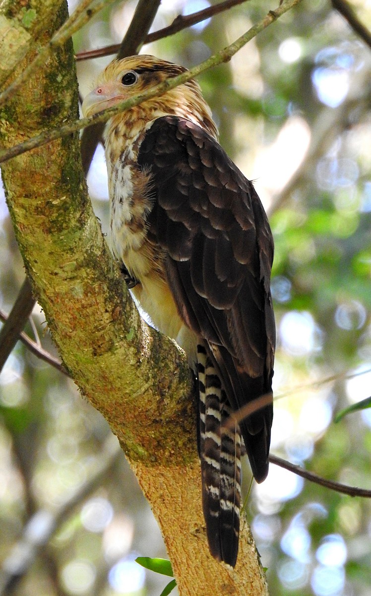 Caracara Chimachima - ML620050300