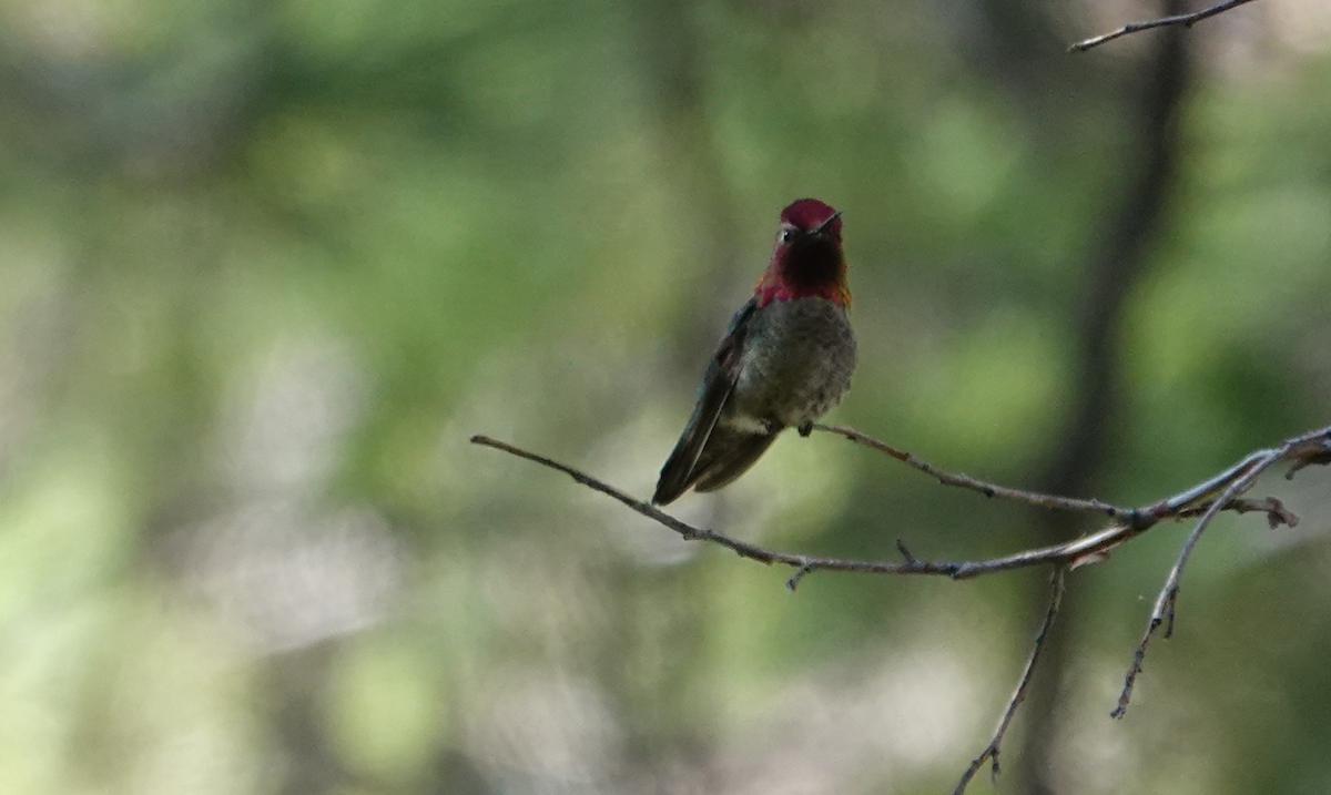 Anna's Hummingbird - ML620050302