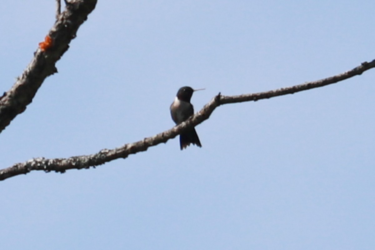 Ruby-throated Hummingbird - ML620050316