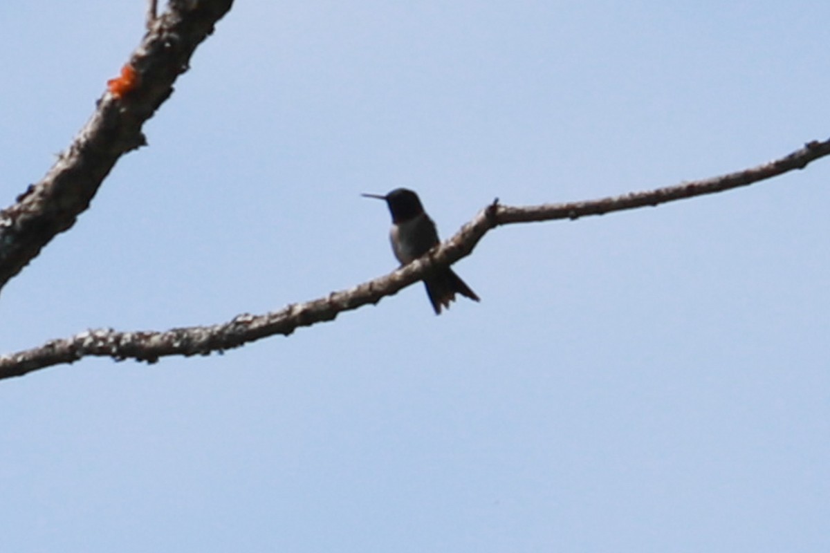 Ruby-throated Hummingbird - ML620050317